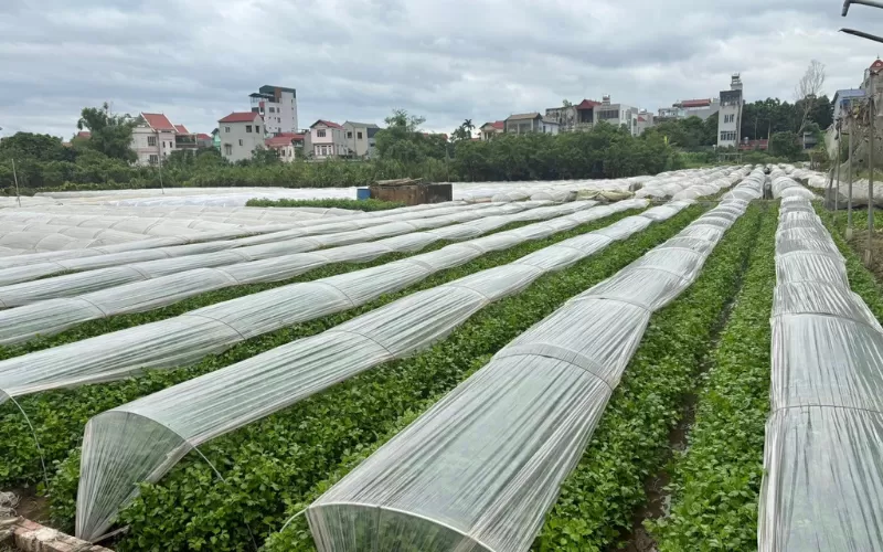 CHU VĂN AN – KHI “NIỀM TIN” TRỞ THÀNH MỘT PHẦN CỦA BỮA ĂN